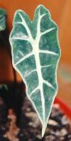 Alocasia