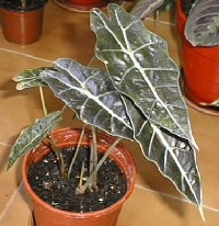 Alocasia98