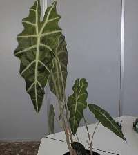 Alocasia98