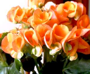 Begonia