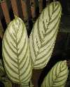 Calathea