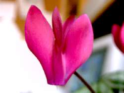 La frágil flor del
ciclamen