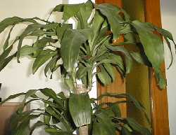 Dracaena fragans en el sal�n de mi casa