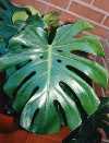Monstera