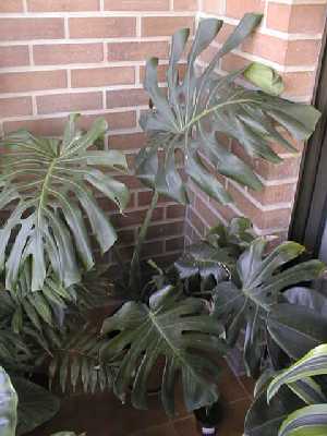 Monstera1