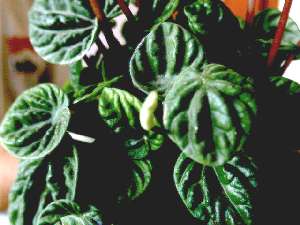 Peperomia