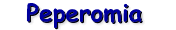 Peperomia
