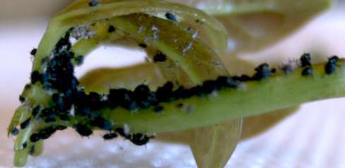 Pulg�n negro atacando a seflera